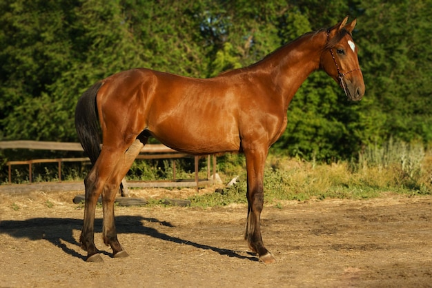 Um potro mestiço Trakehner de cor baía fica em uma postura de conformação