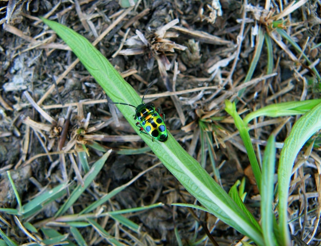 Um pouco de multi-cor com besouro de pontos pretos descansando na grama verde vibrante