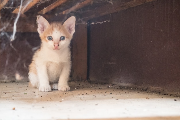 Foto um pouco mal gato e teia de aranha.