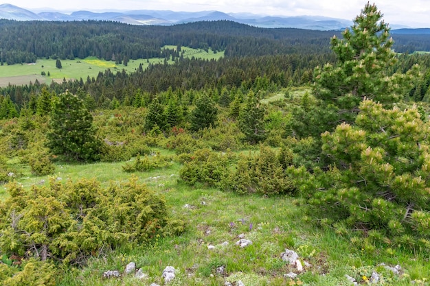 Um prado calmo pitoresco em uma floresta entre as altas montanhas maciças