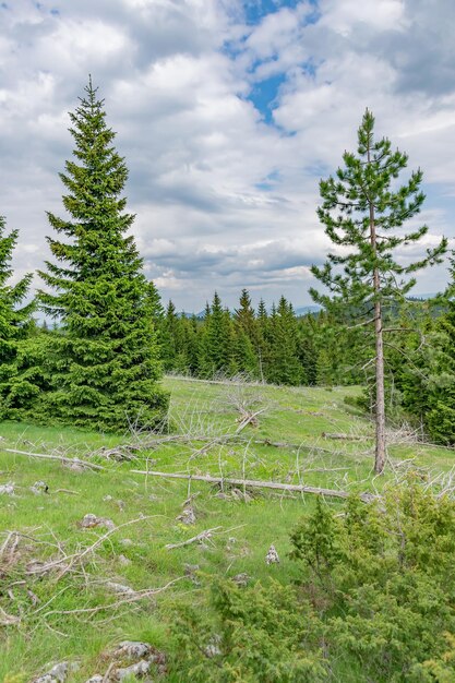 Um prado calmo pitoresco em uma floresta entre as altas montanhas maciças