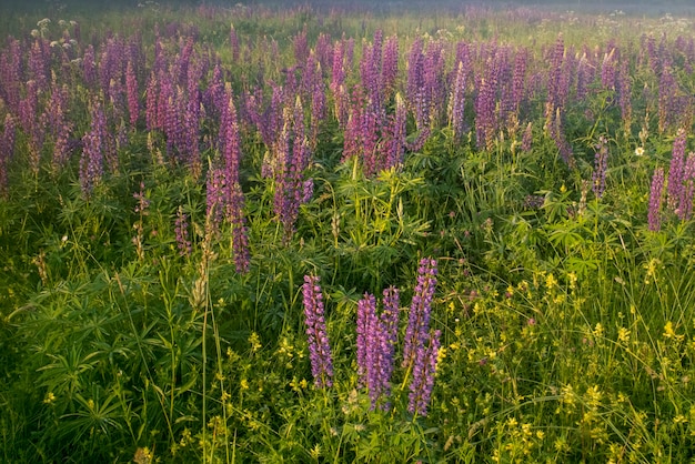 Um prado de fundo de flores roxas selvagens