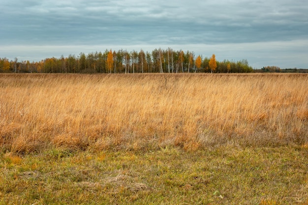 Um prado selvagem com ervas altas e uma floresta de outono no horizonte