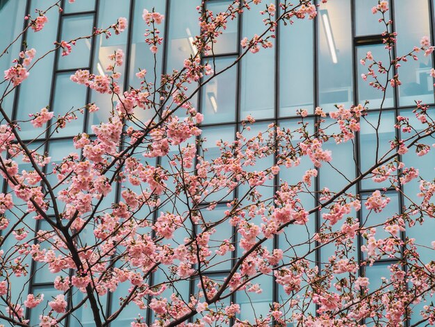 Um prédio com uma árvore na frente com flores cor de rosa.