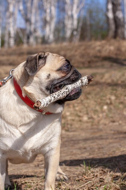 Um pug com um pau na boca olha de lado contra uma floresta desfocada coleira de couro vermelha copiar espaço vertical