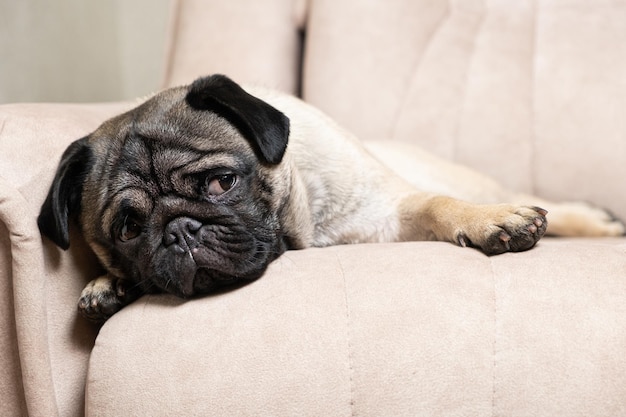 Um pug de um ano está deitado em um sofá bege claro, um lugar para texto