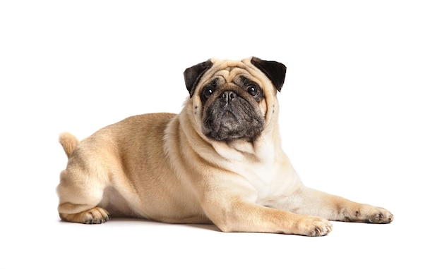 Um pug engraçado e amigável de raça pura está sobre um fundo branco e olha para a câmera expressivamente e com interesse