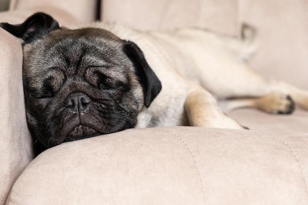 Um pug fofo dorme em um sofá bege