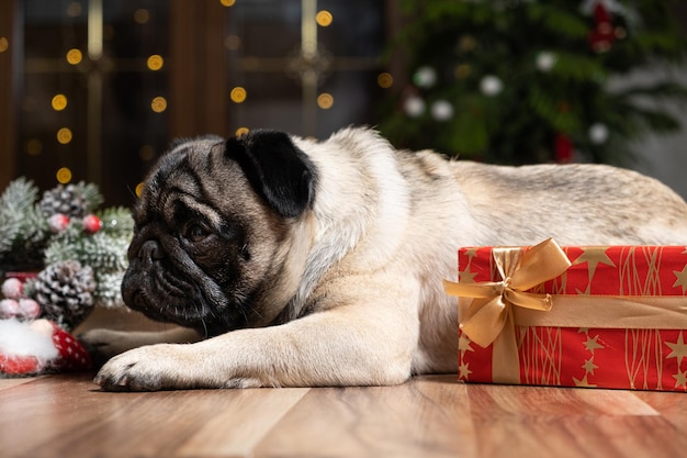 Um pug fofo senta-se perto de uma árvore de Natal Natal Ano Novo e cachorros de estimação