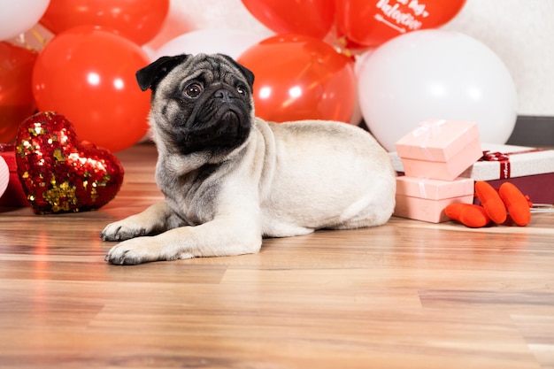 Um pug triste celebra o Dia dos Namorados sozinho