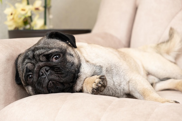 Um pug triste deita no sofá e desvia o olhar Cuide dos pugs, seu casaco dobra as orelhas e os olhos