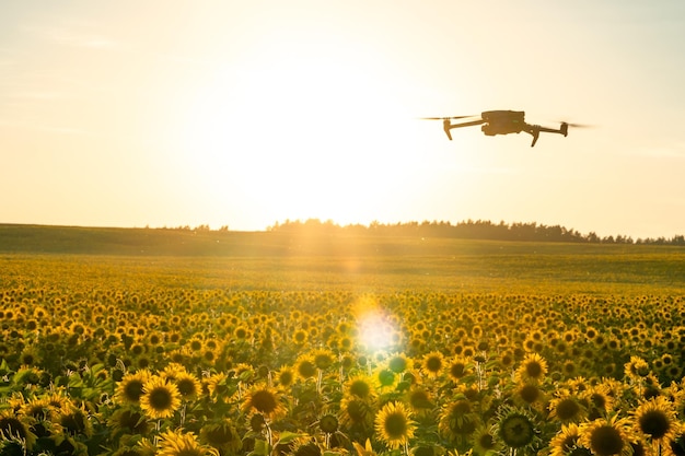 Um quadcopter moderno sobrevoa um campo de girassóis contra o pôr do sol O uso de tecnologias modernas no complexo agroindustrial O drone ajuda o agricultor no agronegócio