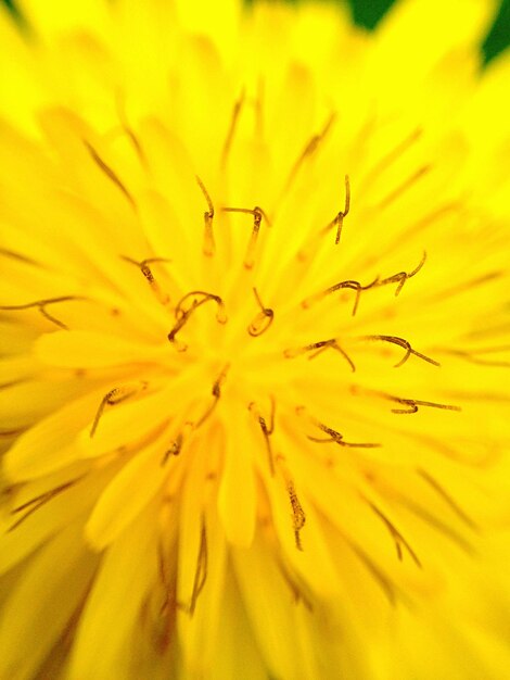 Foto um quadro cheio de dente-de-leão amarelo