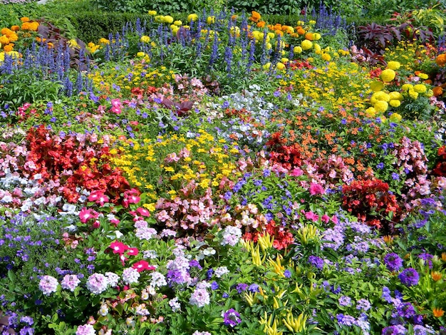 Um quadro cheio de flores multicoloridas a crescer