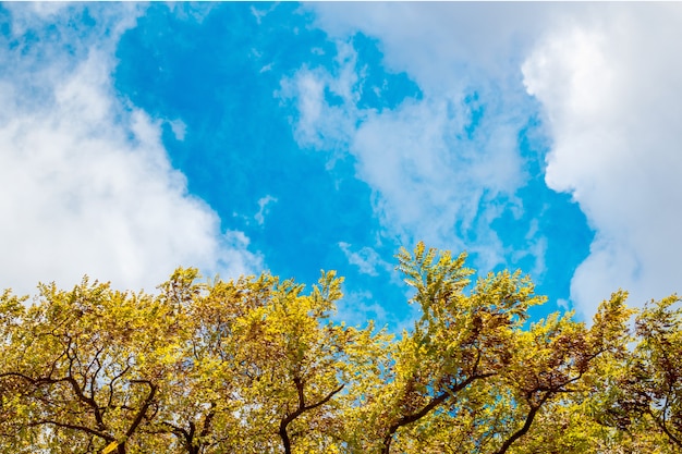 Um quadro de folhas contra o céu