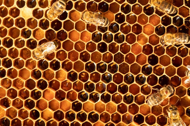 Um quadro de pólen cor de mel em uma colméia Fundo natural abstrato