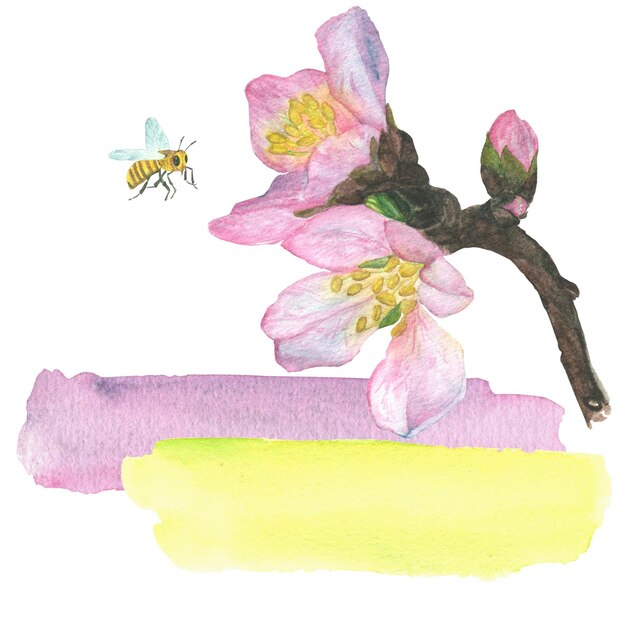 Um raminho de flores de cerejeira pinceladas de aquarela de ilustração amarela e rosa