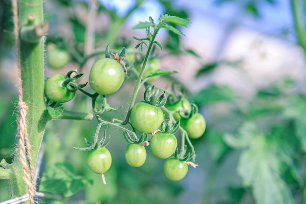 Um raminho de tomate cereja verde em uma estufa privada, close-up à tarde, conceito de agricultura doméstica