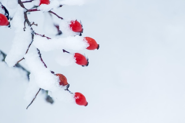 Um ramo coberto de neve de uma rosa mosqueta com bagas vermelhas sobre um fundo claro