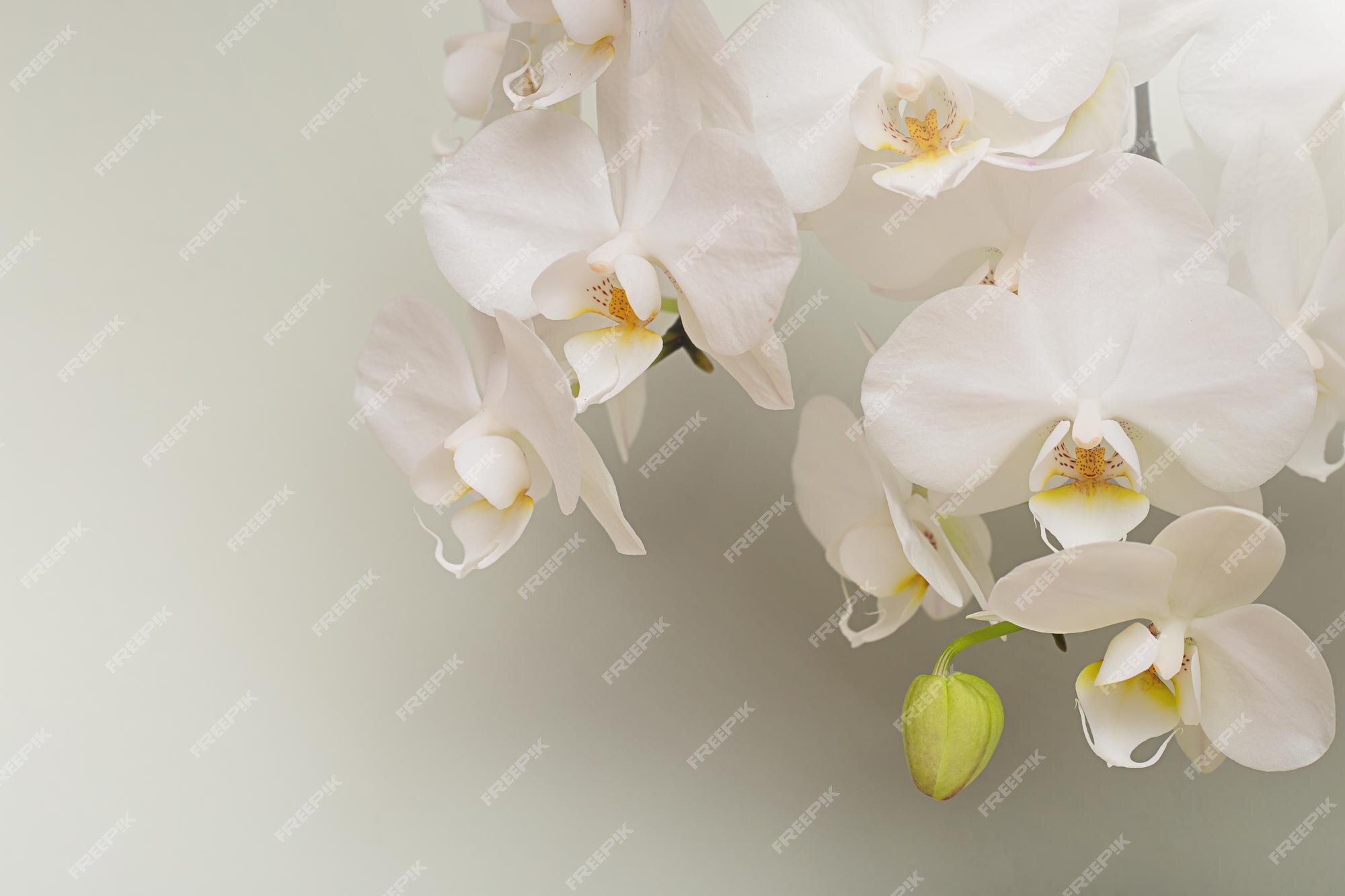 Um ramo com flores de orquídeas brancas em um fundo pastel. | Foto Premium