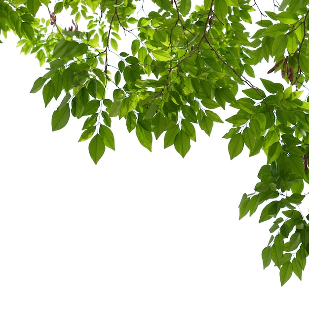 um ramo com folhas verdes isoladas em fundo branco