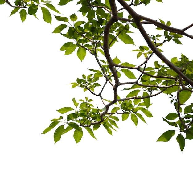 um ramo com folhas verdes isoladas em fundo branco