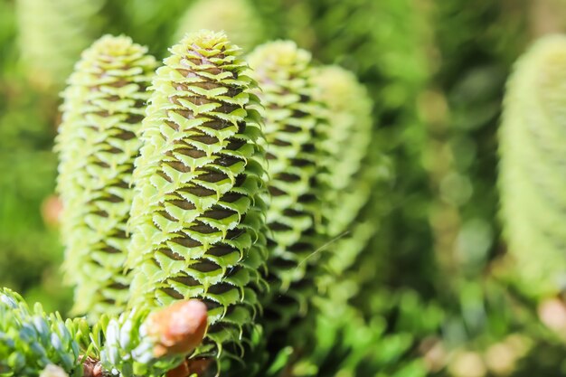 Um ramo de abeto coreano com jovens cones no jardim primavera