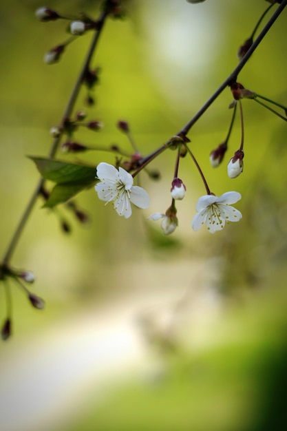 Foto um ramo de árvore com flores brancas e folhas verdes