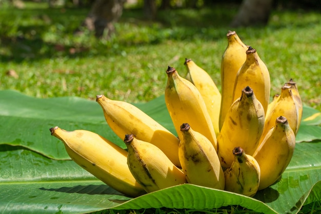 Um ramo de bananas amarelas suculentas em uma folha de banana verde. frutos maduros e suculentos.