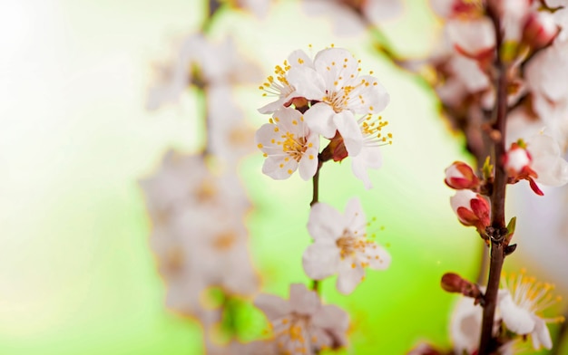 Um ramo de damasco com flores e folhas em um jardim de primavera