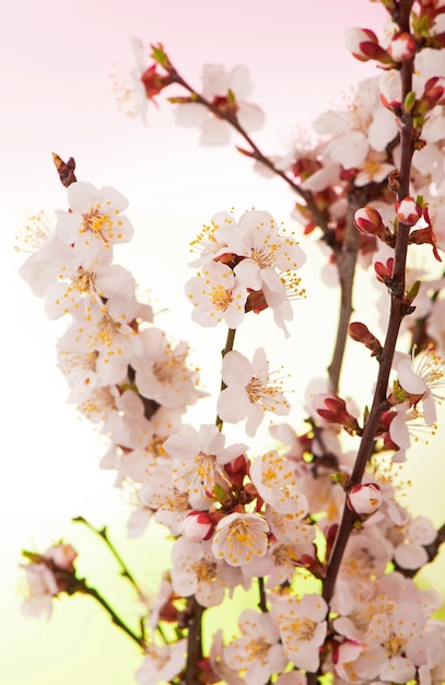 Um ramo de damasco com flores e folhas em um jardim de primavera