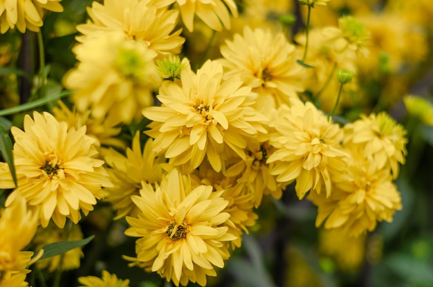 Um ramo de flores amarelas com a palavra calêndula à esquerda.