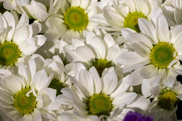 Um ramo de flores brancas com um centro amarelo