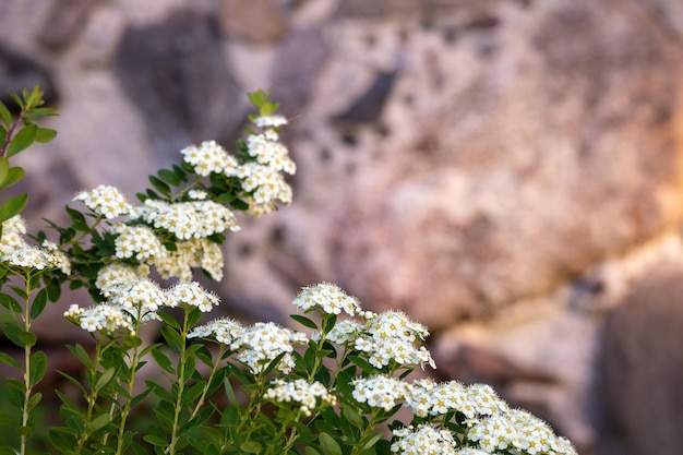 Um ramo de flores brancas com uma parede de pedra atrás delas