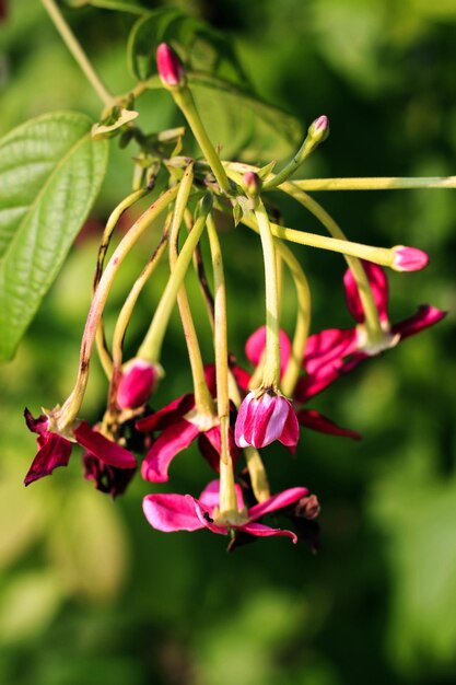 Foto um ramo de flores cor de rosa com as pétalas cor de rosa de uma flor