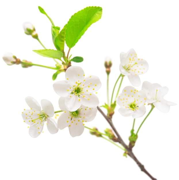 Um ramo de flores de cerejeira, isolado no fundo branco. Flor de cereja