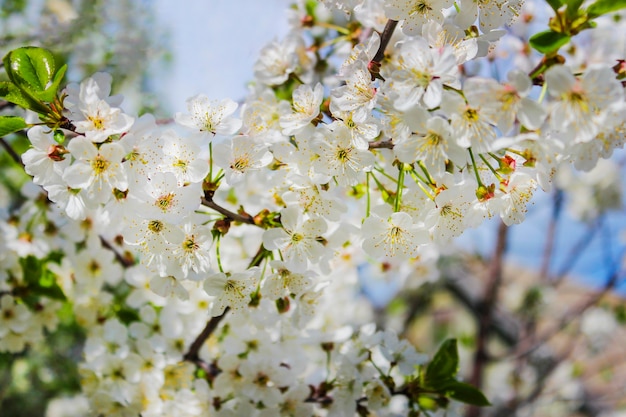 Um ramo de flores de cerejeira na primavera