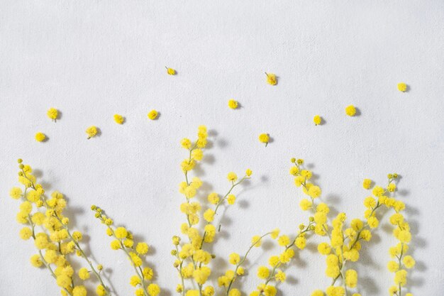 Um ramo de flores de mimosa amarela sobre um fundo branco Conceito de 8 de março feliz dia das mulheres Vista superior