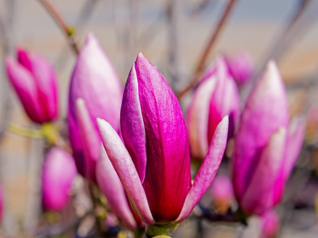 Um ramo de flores e botões com foco seletivo