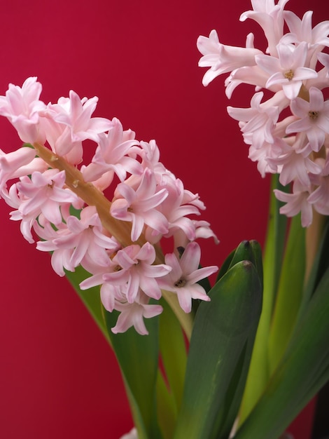 Um ramo de flores que são rosa e branco