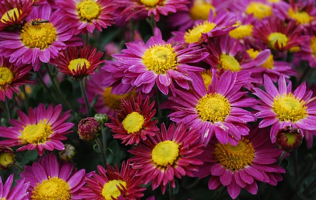 Um ramo de flores roxas e amarelas com a palavra "dente de leão" na parte inferior.