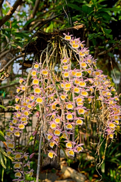 Um ramo de flores roxas e amarelas