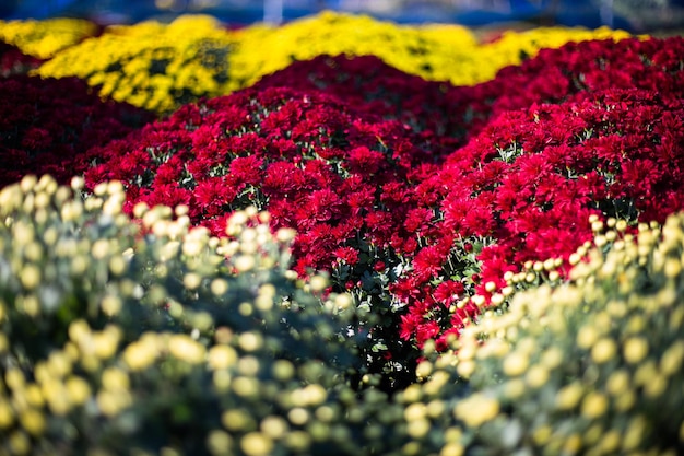 Um ramo de flores vermelhas e amarelas está em um campo.