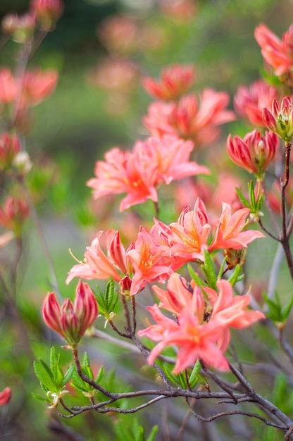 Um ramo de flores vermelhas Rhododendron em um fundo desfocado