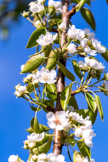 Foto um ramo de florescência da árvore de maçã na mola com as flores brancas bonitas sob o fundo do céu azul.