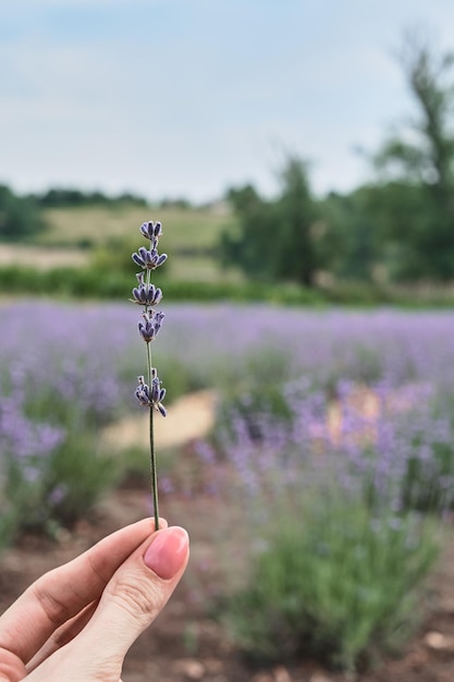 Um ramo de lavanda nas mãos contra o pano de fundo de um campo de lavanda