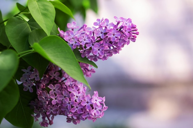 Um ramo de lilases com flores fecha