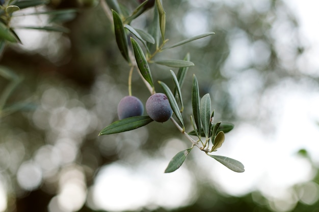 Um ramo de oliveira com azeitonas