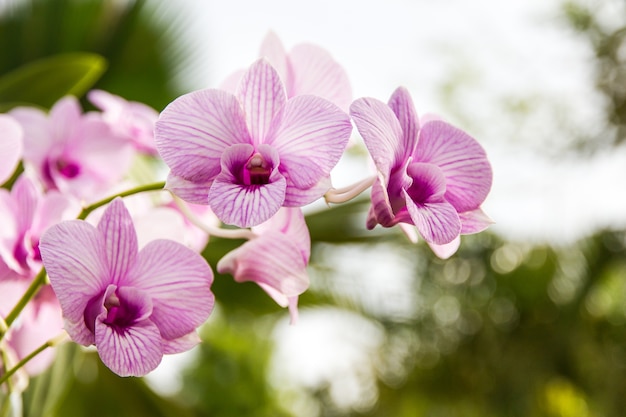 um ramo de orquídea no jardim, bela orquídea florescendo em ti