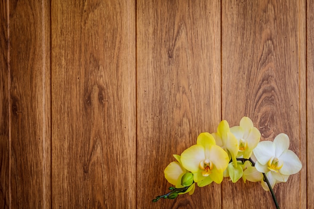 Um ramo de orquídeas amarelas